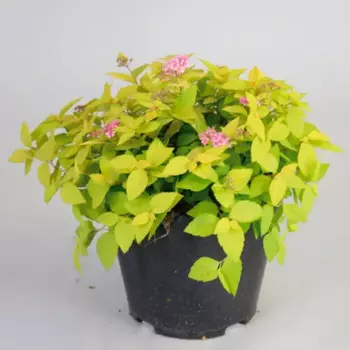 Спирея Вангута h20 - 40 см