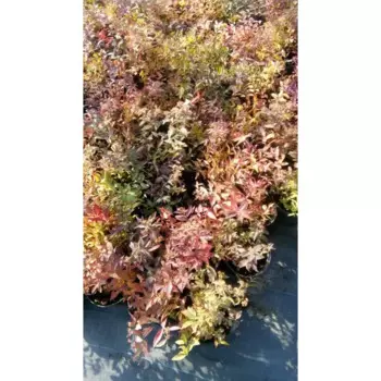 Спирея Японская h15 - 30 см