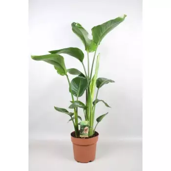 Стрелиция Николай 19 h90 см