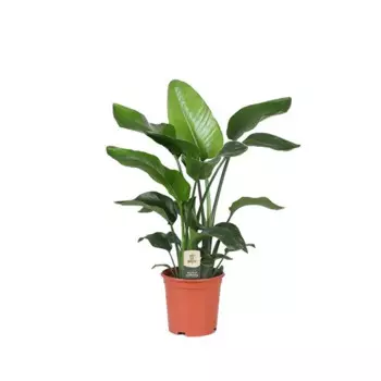 Стрелиция Николая 21 h70 - 80 см