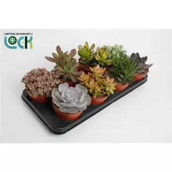Суккулент 12 h20 см