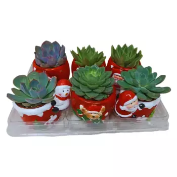 Суккулент 6 h10 см