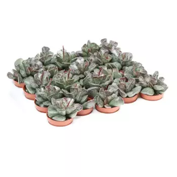 Суккулент Андромискус 7 h8 см