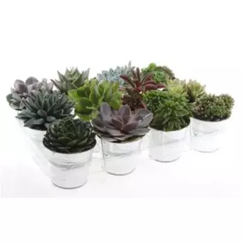 Суккулент микс 12 h20 см