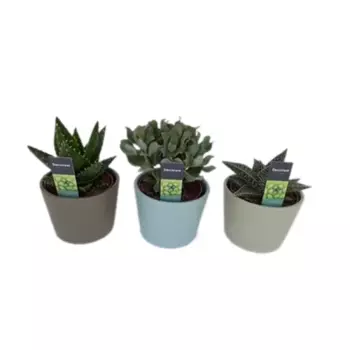 Суккулент микс 12 h25 см