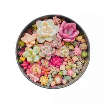 Суккулент микс 15 h15 см 18 шт.