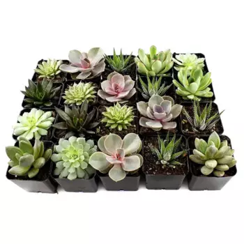 Суккулент микс 9 h15 см