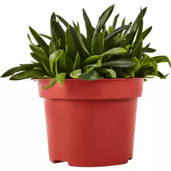 Суккулент Рокс микс 12 h15 см