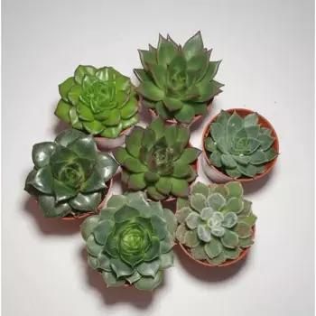 Суккулент XXL 7 h10 см