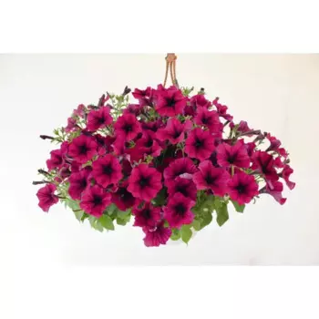 Сурфиния ампельная микс 18 h25 см