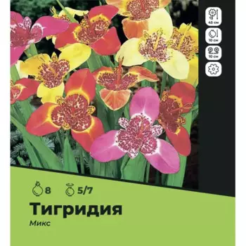 Тигридия микс луковицы 5/7, 8 шт.