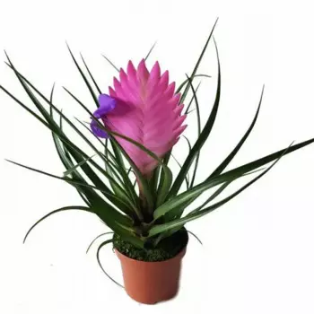 Тиландсия Ионанта 9 h15 см