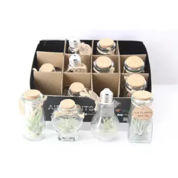 Тиландсия Воздушная 6 h10 см