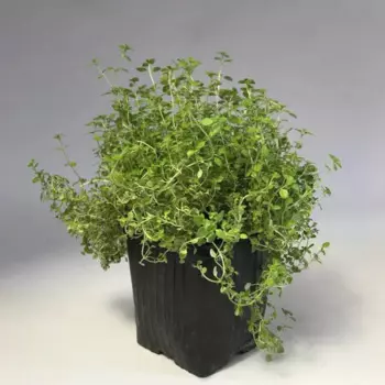 Тимьян 9 h15 см