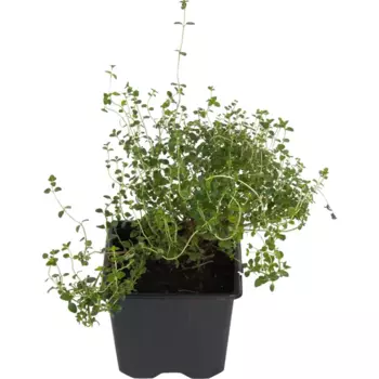 Тимьян 9 h15 см