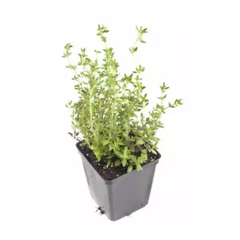 Тимьян микс 17 h5 - 15 см