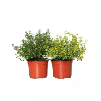 Тимьян микс