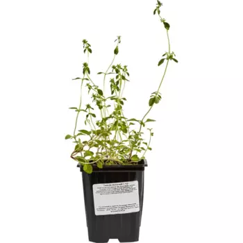 Тимьян Ползучий h15 см