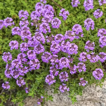 Тимьян в сортах (Р9)