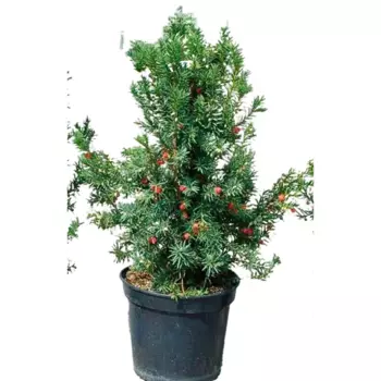 Тис Баката 30 h40-70 см