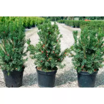Тис Бакката 50 h50 - 70 см