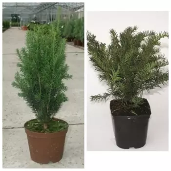 Тис микс h20 - 40 см