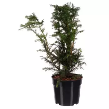 Тис средний Хикси 15 h55 см