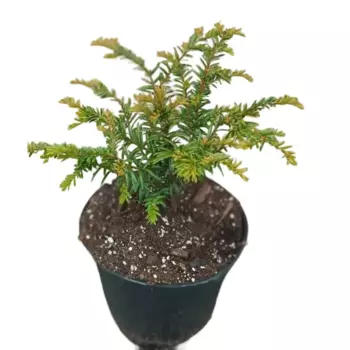Тис Ягодный h20-30 см