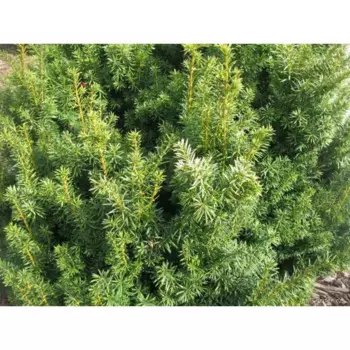 Тисс Бакката 21 h20 - 30 см