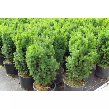 Тисс Хикси 21 h30 - 50 см