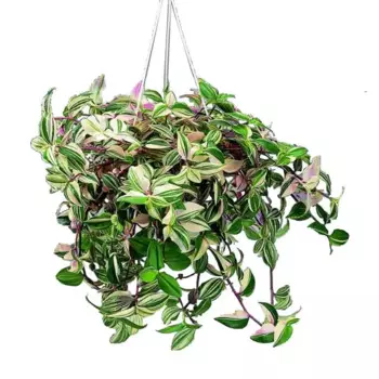 Традесканция триколор 21 h30 см