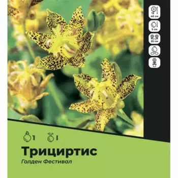 Трициртис Голден Фестивал луковицы I