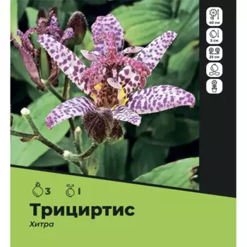 Трициртис Хирта луковицы I, 3 шт.
