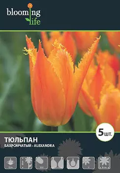 Тюльпан «Александра»