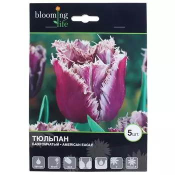 Тюльпан бахромчатый «Американ Игл»