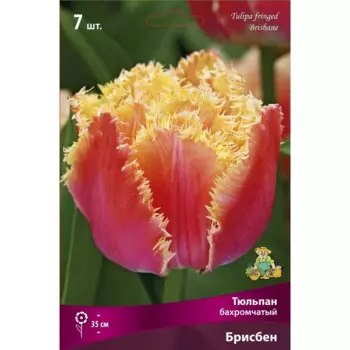 Тюльпан бахромчатый Брисбен 11/12, 7 шт.