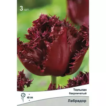 Тюльпан бахромчатый Лабрадор 11/12, 3 шт.