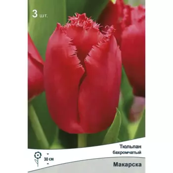 Тюльпан бахромчатый Макарска 11/12, 3 шт.