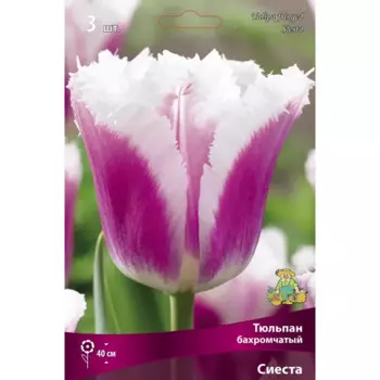 Тюльпан бахромчатый Сиеста 3 Шт 10/11, 3 шт.