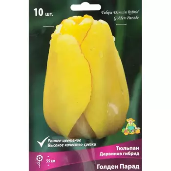 Тюльпан Дарвинов гибрид Голден Парад, 10 шт