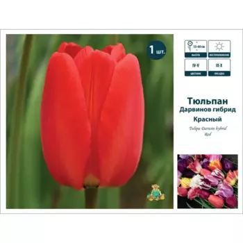Тюльпан Дарвинов гибрид микс красный 11/12,