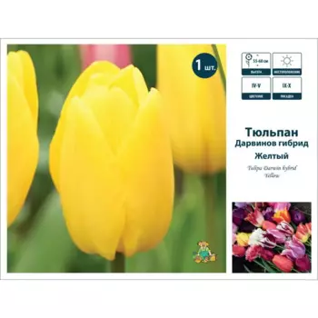 Тюльпан Дарвинов гибрид микс желтый 11/12,