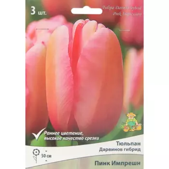 Тюльпан Дарвинов гибрид Пинк Импрешн, 3 шт