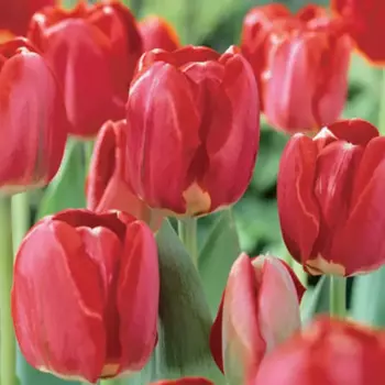 Тюльпан дарвинов гибрид Спринг Сонг, 3 шт.