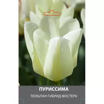 Тюльпан гибрид Фостера Пуриссима луковицы 10/11