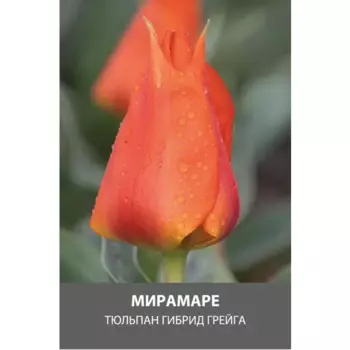 Тюльпан гибрид Грейга Мирамаре луковицы 10/11