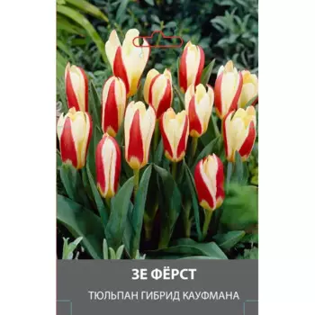 Тюльпан гибрид Кауфмана Зе Ферст луковицы 10/11