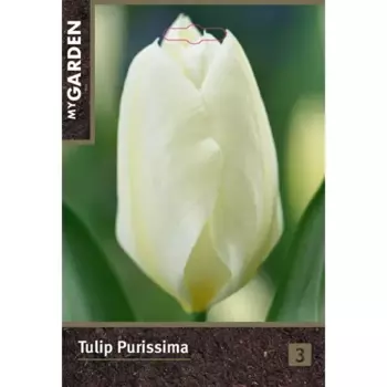 Тюльпан гибридный Фостера Пуриссима луковицы 10/11