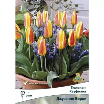 Тюльпан Кауфмана Джузеппе Верди, 3 шт.