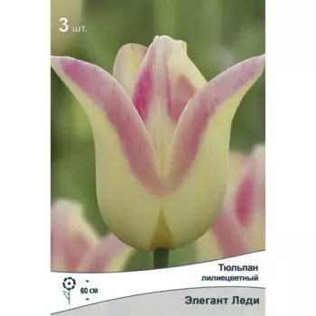 Тюльпан лилиецветный Элегант Леди 10/11, 3 шт.